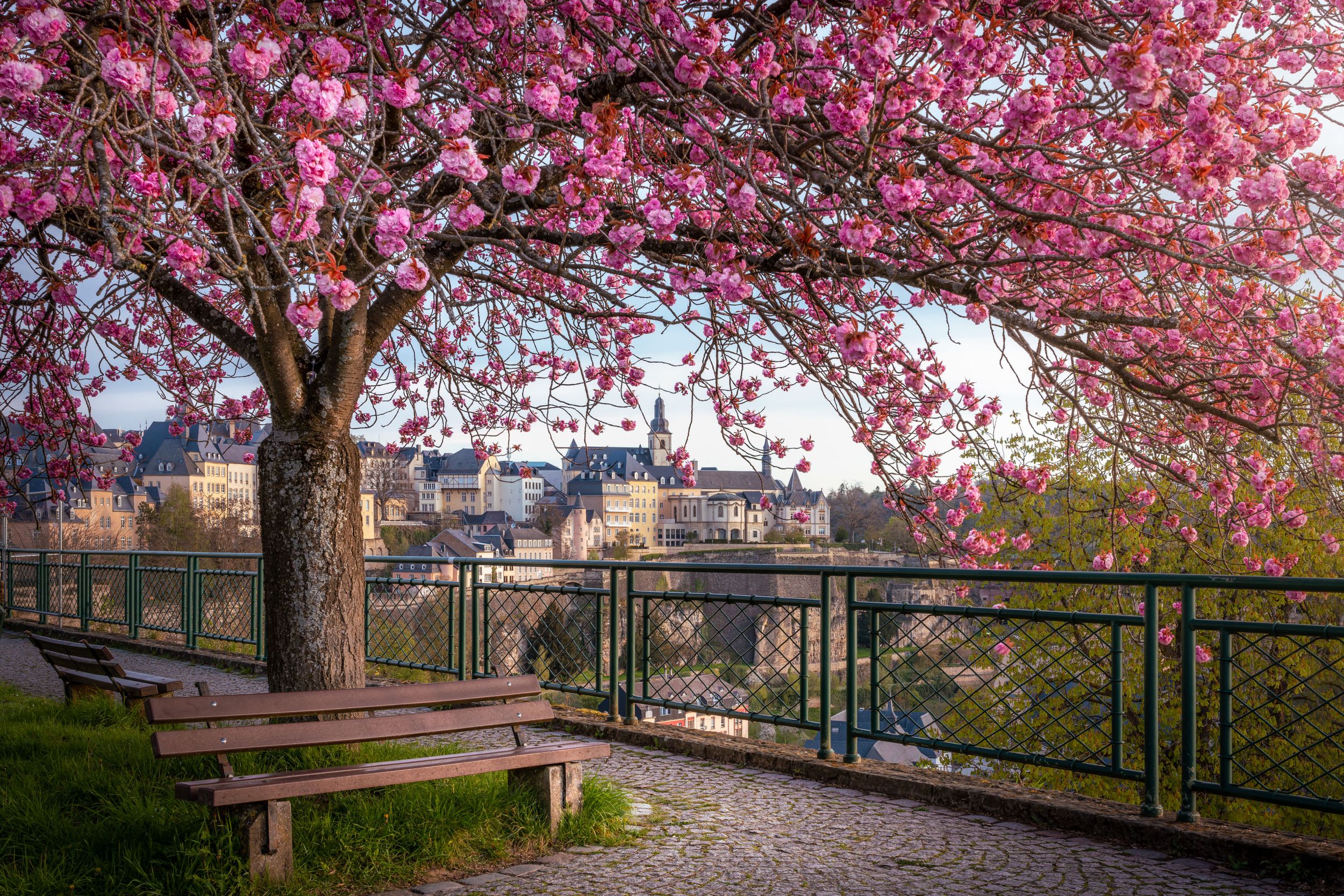 Spring blossoms