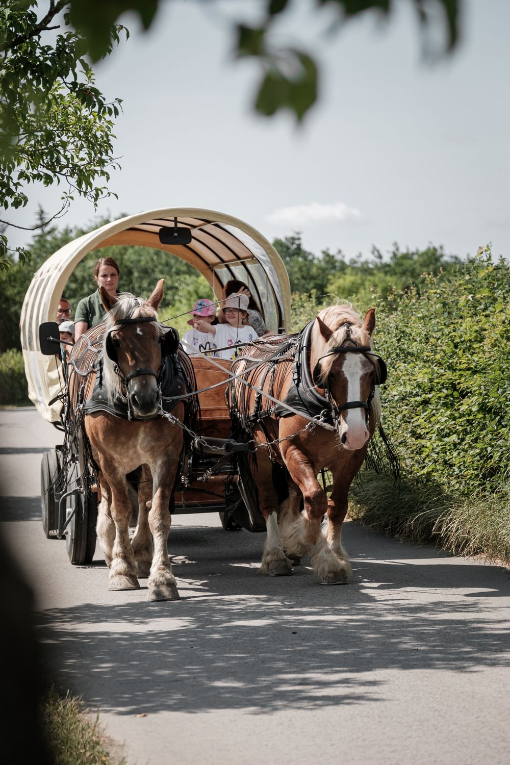 Robbesscheier horse-drawn carriage