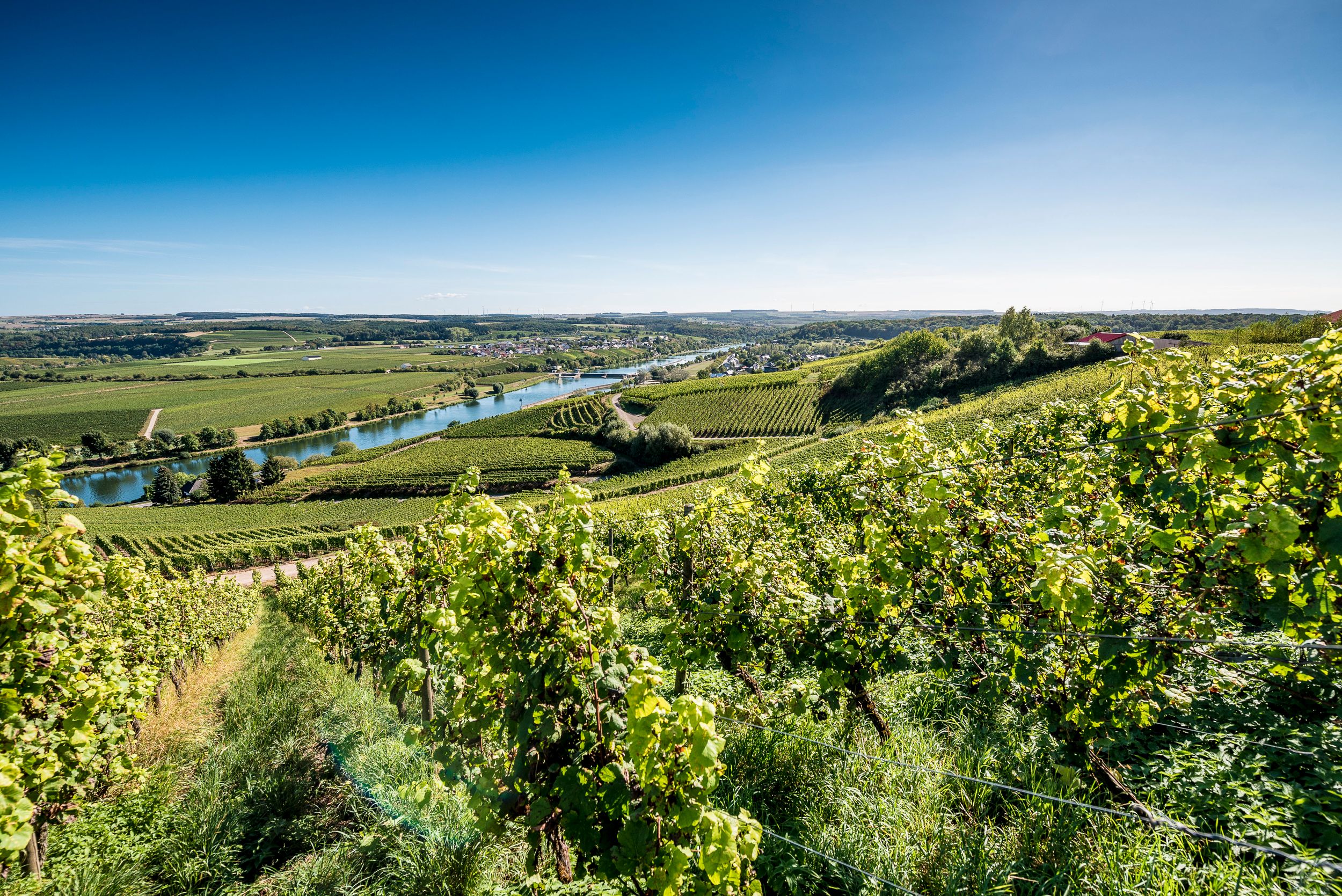 Vineyards Moselle region