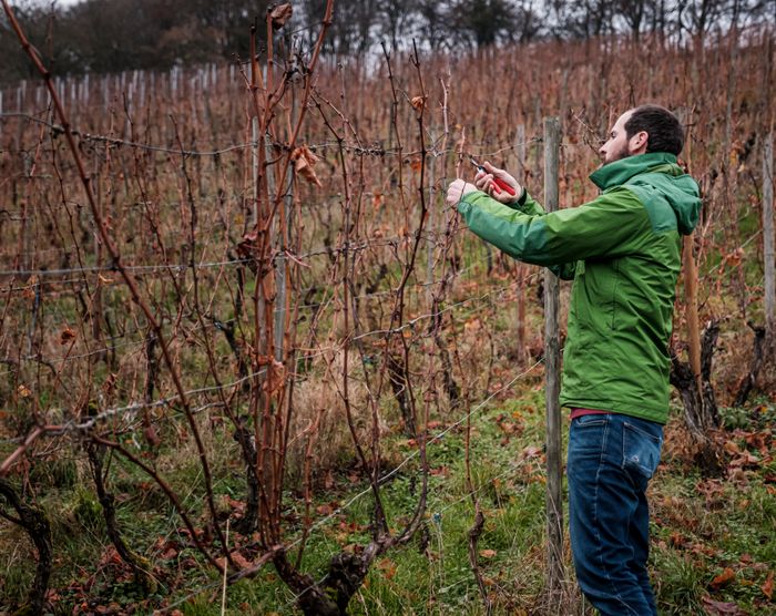 Viticulturist Georges Schiltz