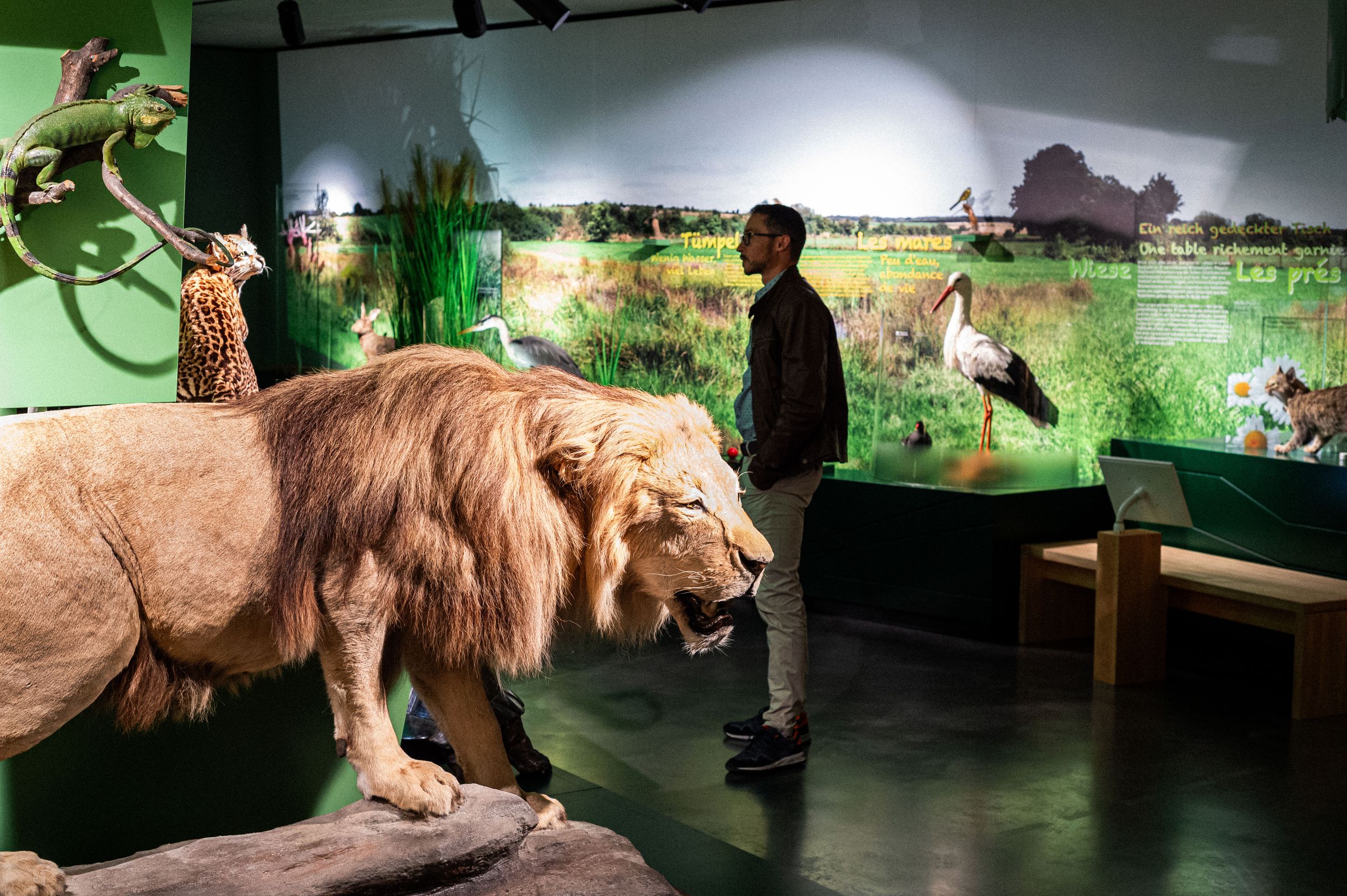 Nationalmuseum für Naturgeschichte – ‘natur musée’