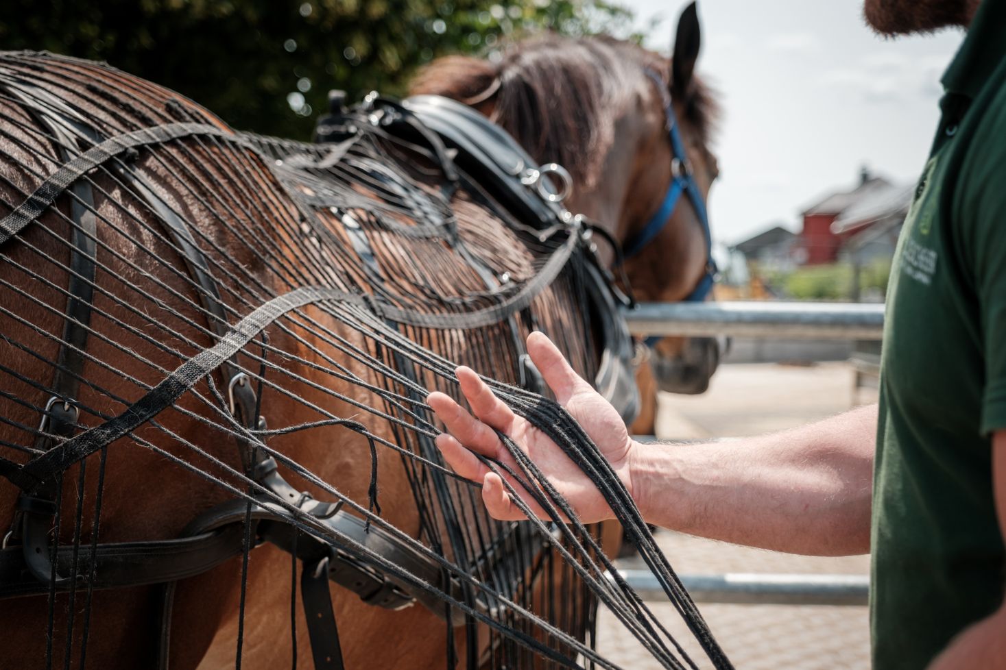 Ardennes horse Robbesscheier